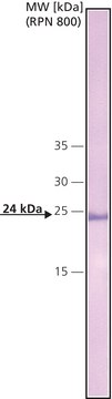 单克隆抗 C 反应蛋白 小鼠抗 clone CRP-8, ascites fluid