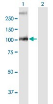 Anti-GBA2 antibody produced in mouse purified immunoglobulin, buffered aqueous solution