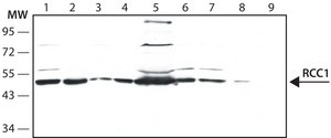 Anti-RCC1 (N-terminal) antibody produced in rabbit ~1.0 mg/mL, affinity isolated antibody