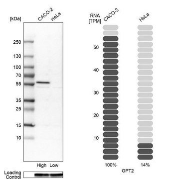 抗-GPT2 兔抗 Prestige Antibodies&#174; Powered by Atlas Antibodies, affinity isolated antibody, buffered aqueous glycerol solution