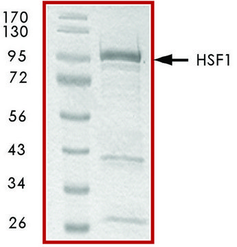 HSF1, GST tagged human recombinant, expressed in E. coli, &#8805;70% (SDS-PAGE), buffered aqueous glycerol solution