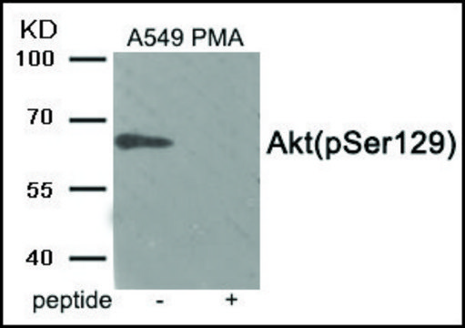 Anti-phospho-Akt (pSer129) antibody produced in rabbit affinity isolated antibody