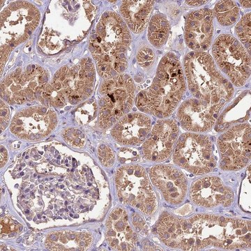 Anti-CRLF1 antibody produced in rabbit Prestige Antibodies&#174; Powered by Atlas Antibodies, affinity isolated antibody, buffered aqueous glycerol solution