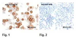 Anti-BCL7A Antibody, clone 15C clone 15C, from mouse