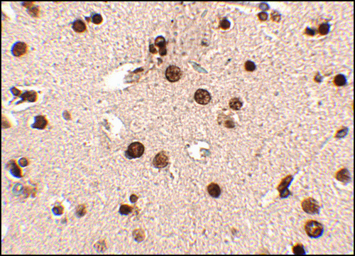 Anti-Rim3 antibody produced in rabbit affinity isolated antibody, buffered aqueous solution