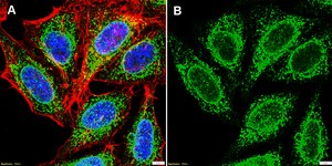 Anti-TRIM14 Antibody, clone 1J17 ZooMAb® Rabbit Monoclonal recombinant, expressed in HEK 293 cells