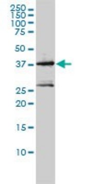 Monoclonal Anti-MAGEA2 antibody produced in mouse clone 1H4, purified immunoglobulin, buffered aqueous solution