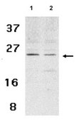 Anti-Bmf Antibody from rabbit, purified by affinity chromatography