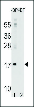 ANTI-LC3 (APG8A) (N-TERM) antibody produced in rabbit purified immunoglobulin, buffered aqueous solution