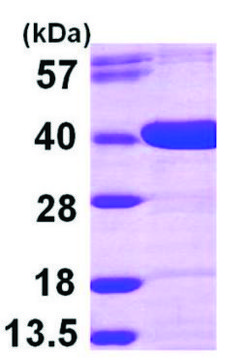 AKR1D1 human recombinant, expressed in E. coli, &#8805;90% (SDS-PAGE)