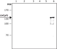 Anti-LbCas12a (Cpf1) antibody, Mouse monoclonal clone LbCpf1, purified from hybridoma cell culture