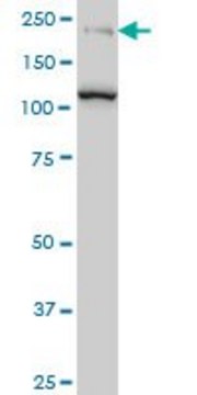 Monoclonal Anti-CDC42BPB antibody produced in mouse clone 2D8, purified immunoglobulin, buffered aqueous solution