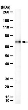 Anti-CFAP206 Antibody, clone ORF2-2A7