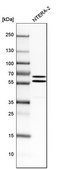Anti-API5 antibody produced in rabbit Prestige Antibodies® Powered by Atlas Antibodies, affinity isolated antibody, buffered aqueous glycerol solution