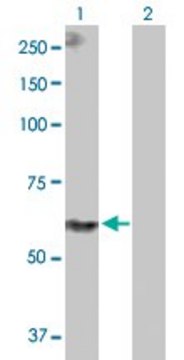 Anti-PPIL4 antibody produced in rabbit purified immunoglobulin, buffered aqueous solution