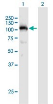 Anti-PLG antibody produced in mouse purified immunoglobulin, buffered aqueous solution