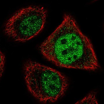 Anti-ETV7 antibody produced in rabbit Prestige Antibodies&#174; Powered by Atlas Antibodies, affinity isolated antibody