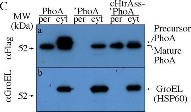 抗-GroEL 兔抗 IgG fraction of antiserum, buffered aqueous solution