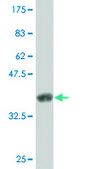 ANTI-SMG1 antibody produced in mouse clone 2B10, purified immunoglobulin, buffered aqueous solution