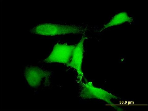 Monoclonal Anti-RFWD2 antibody produced in mouse clone 1E4, purified immunoglobulin, buffered aqueous solution