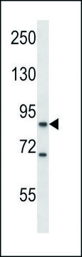 ANTI-MOUSE KSR1 (C-TERM) antibody produced in rabbit IgG fraction of antiserum, buffered aqueous solution