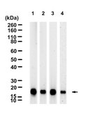 Anti-CNBP Antibody, clone 1I17 ZooMAb® Rabbit Monoclonal recombinant, expressed in HEK 293 cells