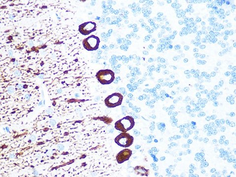 Anti-IP3R antibody produced in rabbit