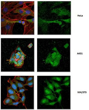 Anti-Sec8 Antibody/Exoc4, clone 2E12 clone 2E12, from mouse