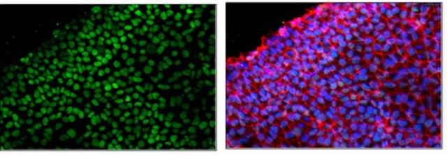 Anti-SOX-15 Antibody, clone 1A2.1 clone 1A2.1, from mouse