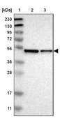 Anti-ERGIC3 antibody produced in rabbit Prestige Antibodies® Powered by Atlas Antibodies, affinity isolated antibody, buffered aqueous glycerol solution