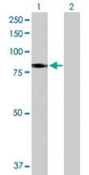 Anti-SLC26A6 antibody produced in rabbit purified immunoglobulin, buffered aqueous solution