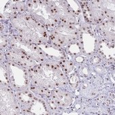 Anti-IRF7 antibody produced in rabbit Prestige Antibodies® Powered by Atlas Antibodies, affinity isolated antibody, buffered aqueous glycerol solution
