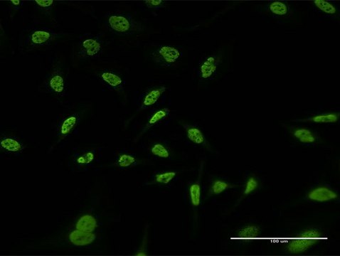 Monoclonal Anti-RERE antibody produced in mouse clone 2F2, purified immunoglobulin, buffered aqueous solution