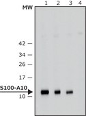 Anti-S100-A10 antibody produced in rabbit IgG fraction of antiserum, buffered aqueous solution