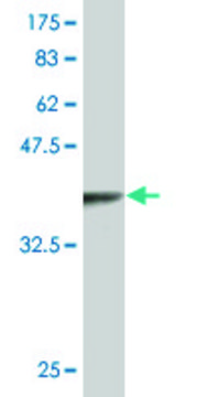 Monoclonal Anti-TLX3, (C-terminal) antibody produced in mouse clone 5B11, purified immunoglobulin, buffered aqueous solution