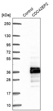 Anti-CDC42EP2 antibody produced in rabbit Prestige Antibodies® Powered by Atlas Antibodies, affinity isolated antibody, buffered aqueous glycerol solution