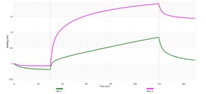 Anti-TAOK2 Antibody, clone 1N9 ZooMAb® Rabbit Monoclonal recombinant, expressed in HEK 293 cells