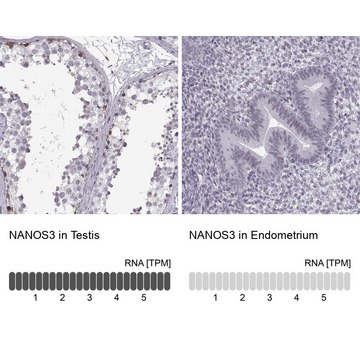 Anti-NANOS3 antibody produced in rabbit Prestige Antibodies&#174; Powered by Atlas Antibodies, affinity isolated antibody, buffered aqueous glycerol solution