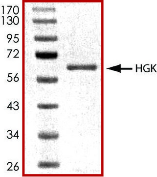 HGK (1-328), active, GST tagged human PRECISIO&#174; Kinase, recombinant, expressed in baculovirus infected Sf9 cells, &#8805;70% (SDS-PAGE), buffered aqueous glycerol solution