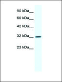 Anti-ANXA1 antibody produced in rabbit IgG fraction of antiserum