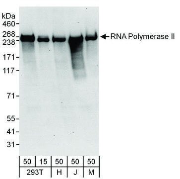 Rabbit anti-RNA Polymerase II Antibody, Affinity Purified Powered by Bethyl Laboratories, Inc.