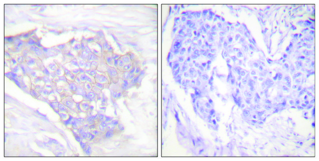 Anti-BIM antibody produced in rabbit affinity isolated antibody