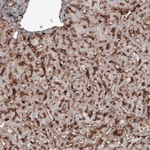 Monoclonal Anti-LAMP1 antibody produced in mouse Prestige Antibodies® Powered by Atlas Antibodies, clone CL4490, purified immunoglobulin