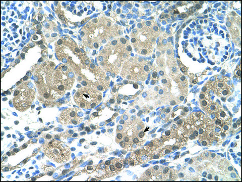 Anti-FBXL7 antibody produced in rabbit IgG fraction of antiserum