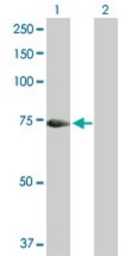 Anti-HAL antibody produced in mouse purified immunoglobulin, buffered aqueous solution