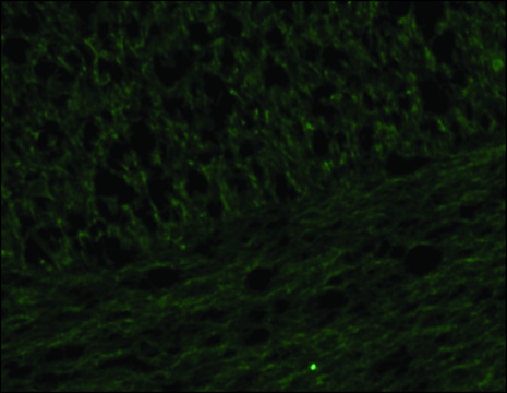 Anti-Neurofilament 160 antibody, Mouse monoclonal clone NN18, purified from hybridoma cell culture