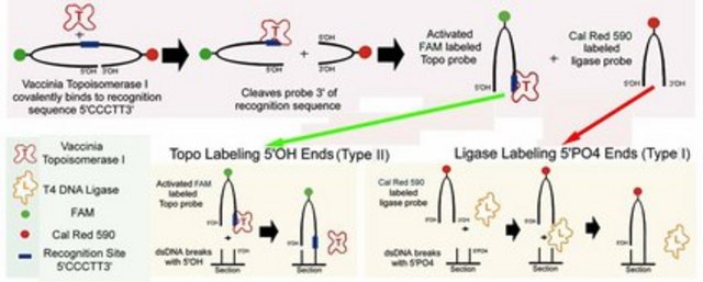 ApopTag ISOL Dual Fluorescence Apoptosis Detection Kit (DNase Types I &amp; II) The ApopTag ISOL Dual Fluorescence Kit utilizes a proprietary double hairpin, dual fluorescently labeled oligonucleotide labeling process to detect &amp; distinguish between typical apoptotic DNA breaks induced by either DNase I or DNase II.