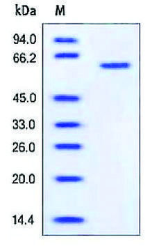 MMP-1 human recombinant, expressed in HEK 293 cells, &#8805;95% (SDS-PAGE)