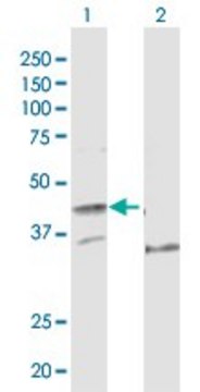 Anti-POLE antibody produced in rabbit purified immunoglobulin, buffered aqueous solution