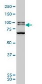 ANTI-BRD3 antibody produced in mouse clone 6C10, purified immunoglobulin, buffered aqueous solution